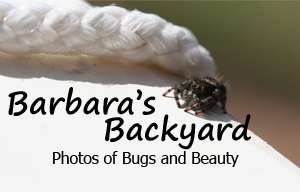 Barbara's Backyard Photos